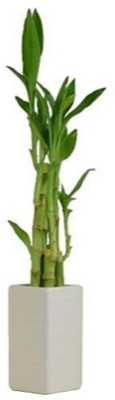 ARYAN EVERGREEN Two Layer Bamboo Plant(Hybrid, Pack of 1)