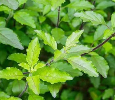 GREENSEE Tulsi Plant(Pack of 1)