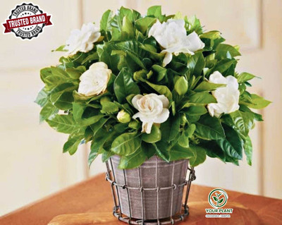 YourPlant Jasmine Plant(Hybrid, Pack of 1)