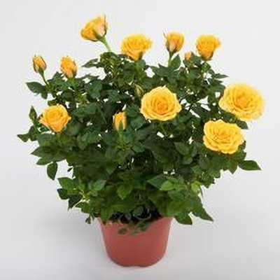 MAITRA AND SONS Rose Plant(Hybrid, Pack of 1)