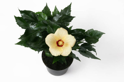 Manjunursery Hibiscus Plant(Hybrid, Pack of 1)