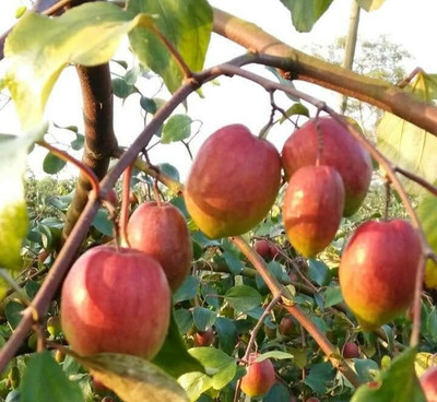 BALUBITA Ber Apple Plant(Hybrid, Pack of 1)