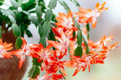 SHREYAGREEN Cactus Opuntia Microdasys Plant(Hybrid, Pack of 1)