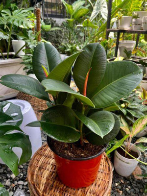 EliteGreen Rubber Tree(Hybrid, Pack of 1)