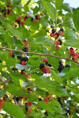 Global Mart Plant Shahtoot/Mulberry Plant(Hybrid, Pack of 1)