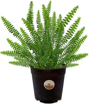 Cloud Farm Boston Fern, Fern Plant(Hybrid, Pack of 1)
