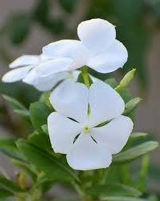 Shree krishna bhander Sadabahar Plant(Hybrid, Pack of 1)