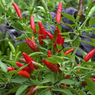 Kapebonavista Chilli Spices Plant(Pack of 1)