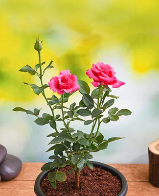 Oxygreenplant Rose Plant(Hybrid, Pack of 1)