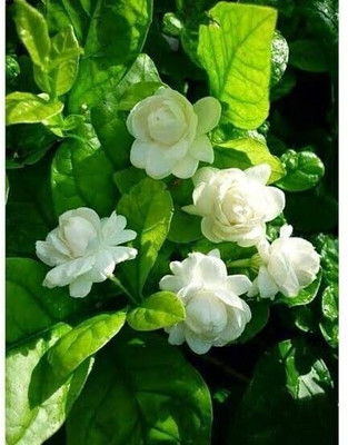 CLOUD FRAMING Jasmine Plant(Hybrid, Pack of 1)