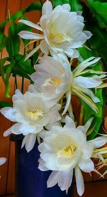 Cloud Farm Brahma Kamal Plant(Hybrid, Pack of 1)