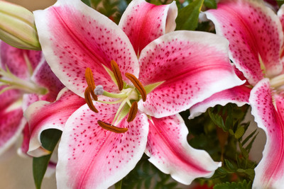 GREENOLYMPUS Lily Plant(Hybrid, Pack of 1)