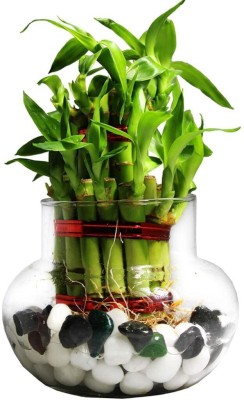 BALA PLANT CREATION Two Layer Bamboo Plant(Hybrid, Pack of 1)