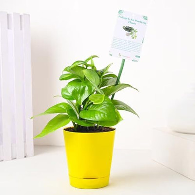 Floweraura Money Plant(Hybrid, Pack of 1)