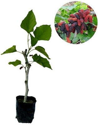 AloGardening Shahtoot/Mulberry Plant(Hybrid, Pack of 1)