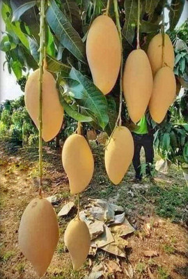 Cloud Farm Mango Plant(Hybrid, Pack of 1)