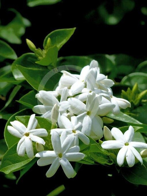 S SIKDER STORE Jasmine Plant(Hybrid, Pack of 1)