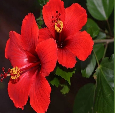Aaranyaa enterprises Hibiscus Plant(Hybrid, Pack of 1)