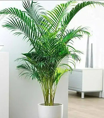 My Dream Nursery Areca Palm(Hybrid, Pack of 1)