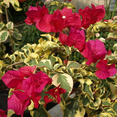 AS Plantation Bougainvillea Plant(Hybrid, Pack of 1)