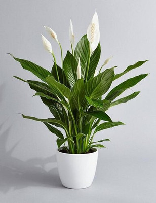 Greenery Nursery Peace Lily Plant(Hybrid, Pack of 1)