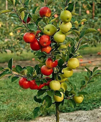 Agroholic Traders Apple Plant(Hybrid, Pack of 1)