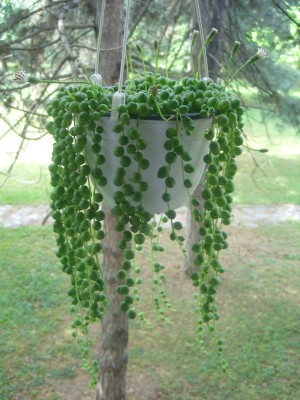 The Himalyanroots String of Pearls(Hybrid, Pack of 1)