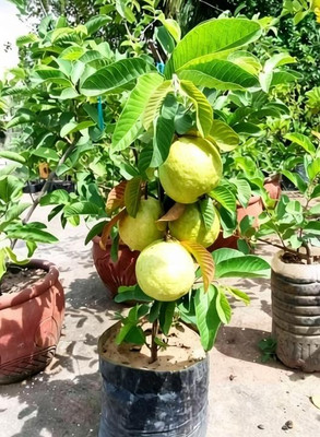 Seedsqlty Guava seeds for planting (20 seeds) Seed(20 per packet)