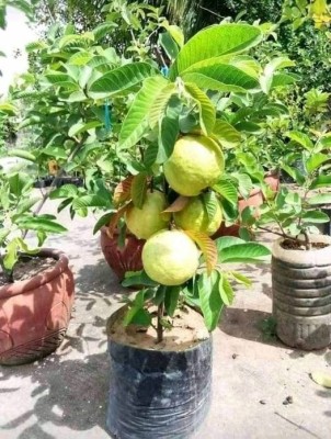 ukandagarden Guava Plant(Hybrid, Pack of 1)