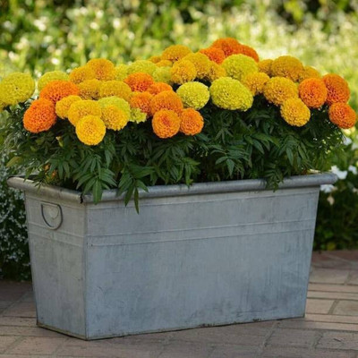 EVY Marigold Plant(Hybrid, Pack of 1)