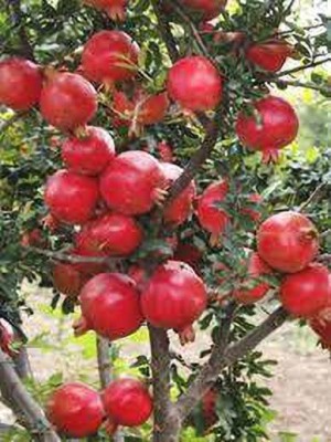 Cloud Farm Pomegranate Plant(Hybrid, Pack of 1)