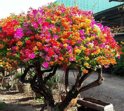 Ukanda Bougainvillea Plant(Hybrid, Pack of 1)