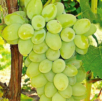 AloGardening Grapes Plant(Hybrid, Pack of 1)