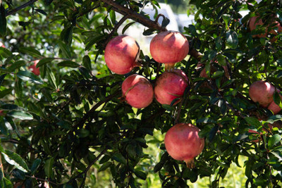 PETALFLEUR Pomegranate Plant(Hybrid, Pack of 1)