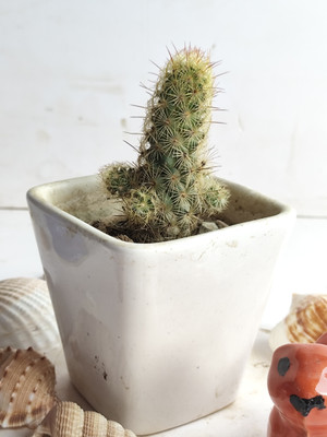 Greenoria Succulents Plant(Hybrid, Pack of 1)