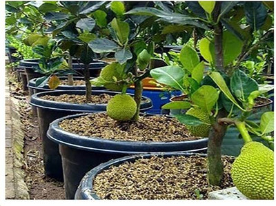 PB REBA PLANT Jackfruit Plant(Hybrid, Pack of 1)