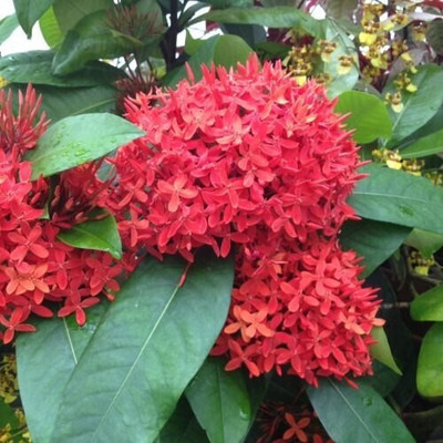 Cloud Farm Trothic Ixora/Chethi Plant(Hybrid, Pack of 1)
