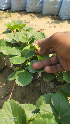 GreenyOn Strawberry Plant(Hybrid, Pack of 1)