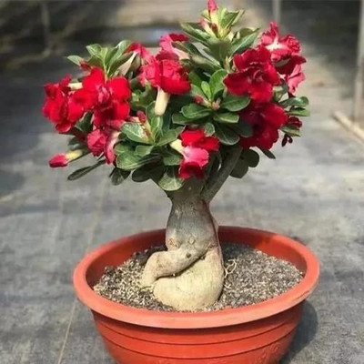 GreenyOn Adenium Plant(Hybrid, Pack of 1)
