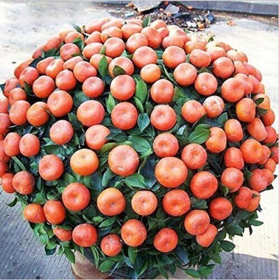 Earth Angels Orange Plant(Hybrid, Pack of 1)