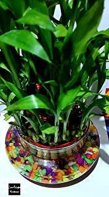 Landscape Revivers Two Layer Bamboo Plant(Hybrid, Pack of 1)