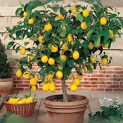 Manjunursery Lemon Plant(Hybrid, Pack of 1)