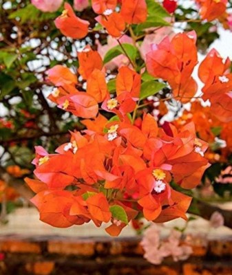 Cloud Farm Baugainvillea Plant(Hybrid, Pack of 1)