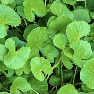 the green dotcom Malai Vallarai Plant seeds/bulbs 8 Seed(8 per packet)