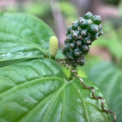 SINGLE BOY PLANT Black Pepper Plant(Hybrid, Pack of 1)