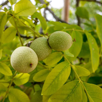 Cloud Farm Walnut Plant(Hybrid, Pack of 1)