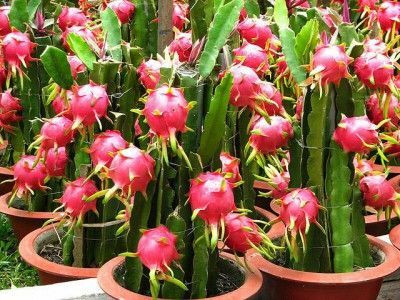 Mozette Hybrid Dragon fruit Seed(70 per packet)