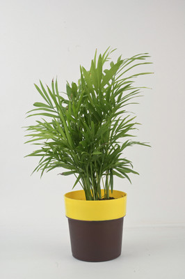 AVR with Happiness inhouse Areca Palm(Pack of 1)