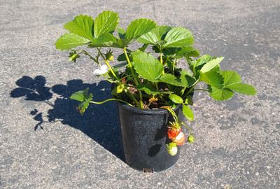 FarmStorey Strawberry Plant(Hybrid, Pack of 1)