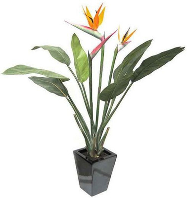 Cloud Farm Paradise Tree Plant(Hybrid, Pack of 1)